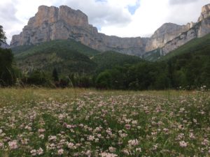 stage de yoga en nature